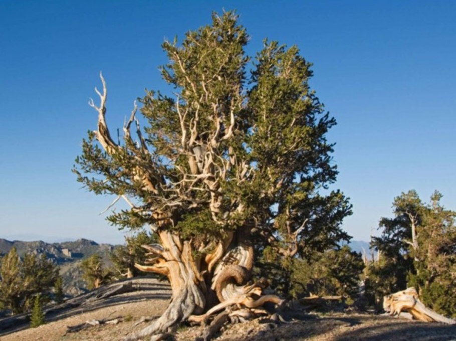 Сосна остистая межгорная Pinus longaeva