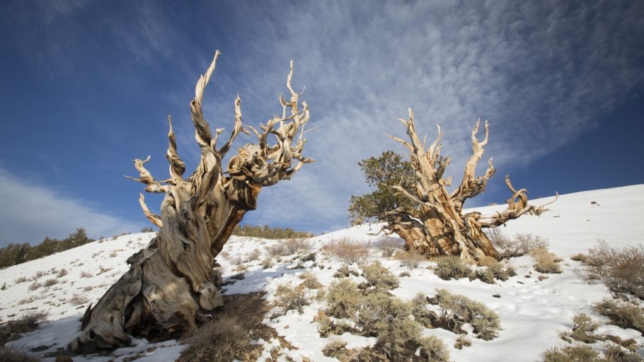 Сосна остистая Мафусаил