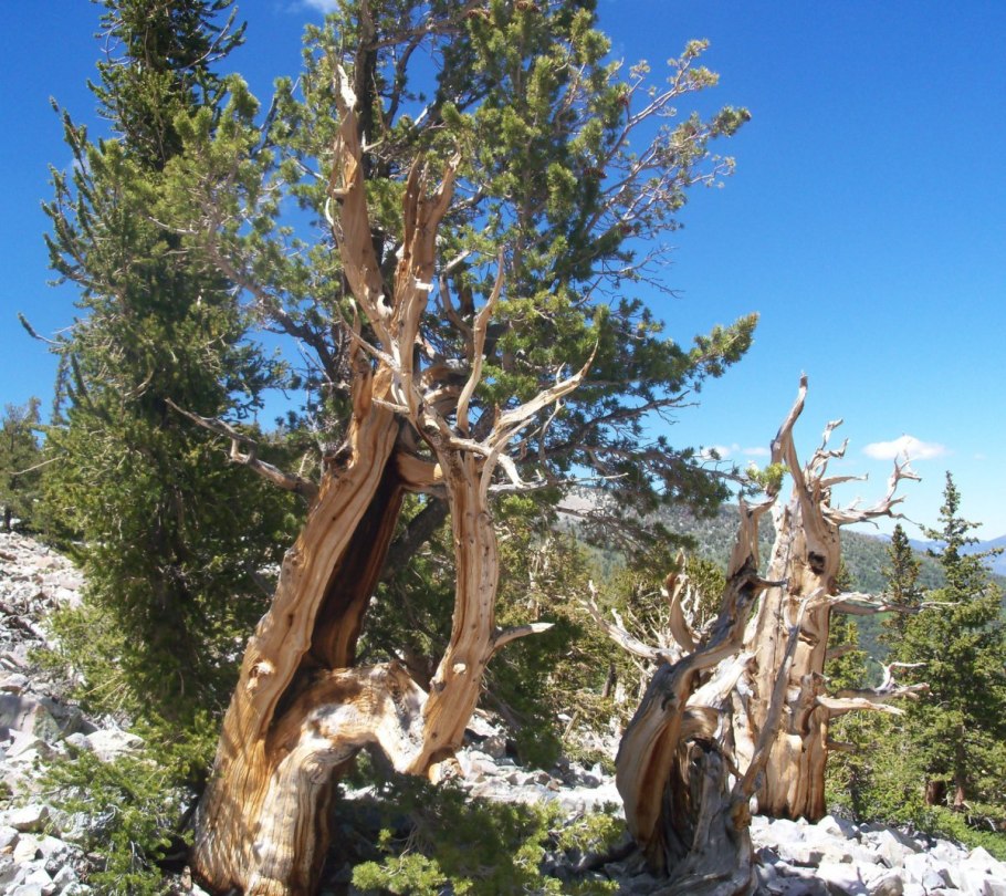Сосна остистая межгорная Pinus longaeva