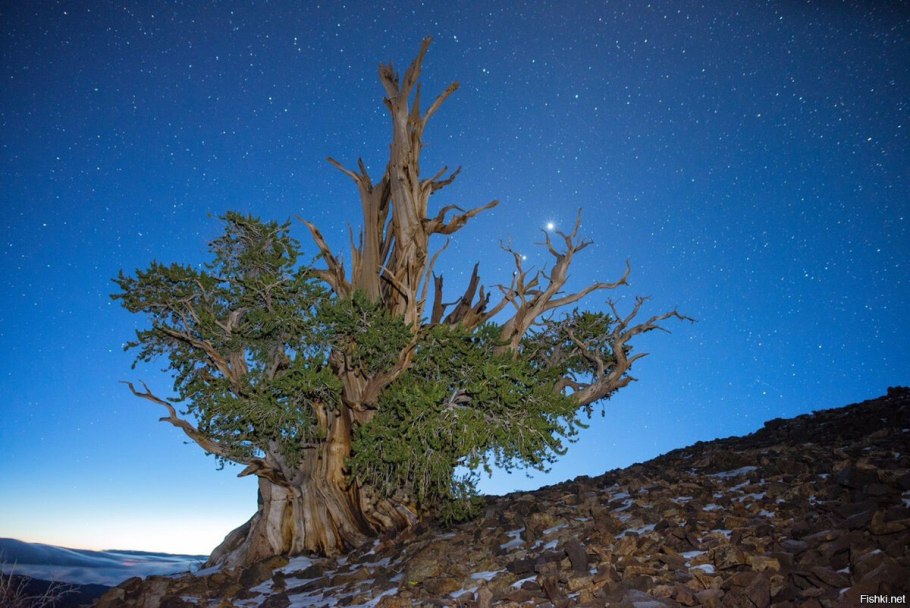 Сосна Мафусаил. Калифорния