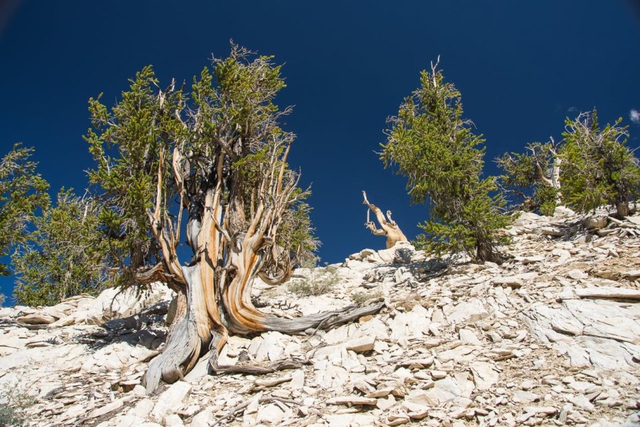 Сосна остистая Мафусаил