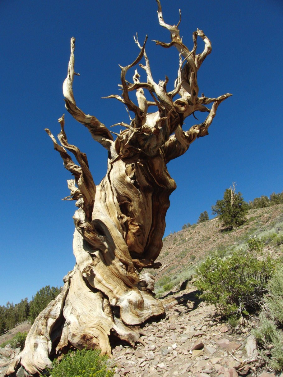 Сосна остистая межгорная Мафусаил