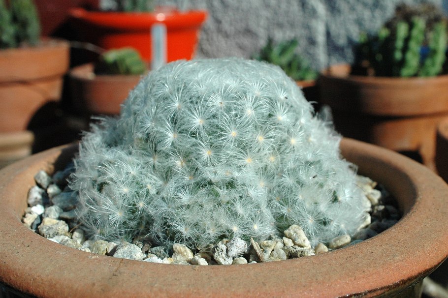 Кактус Плюмоза