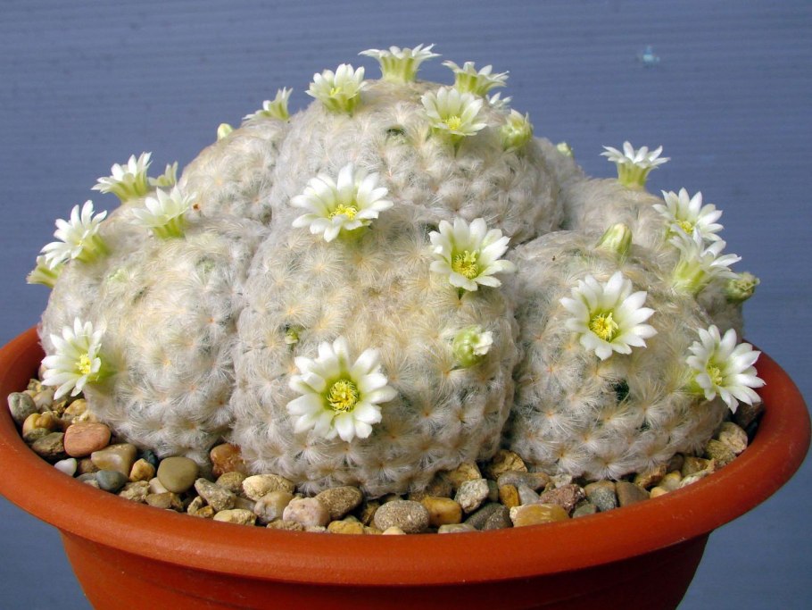 Кактус Маммиллярия Плюмоза