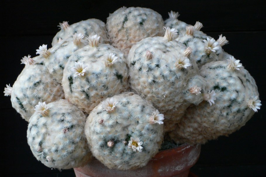 Маммиллярия Плюмоза перистая