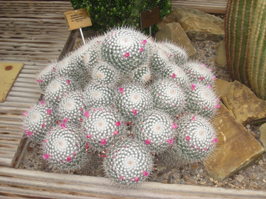 Плюмоза уход