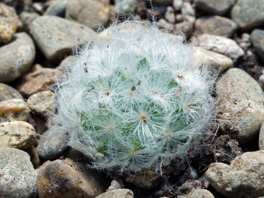 Маммиллярия Плюмоза цветение