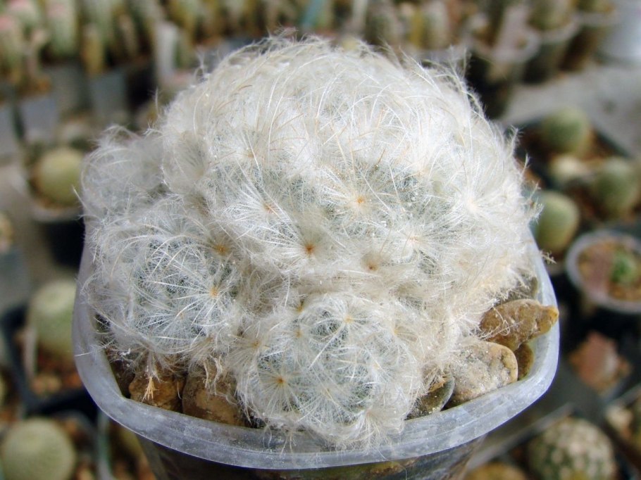 Маммиллярия карвинскиана