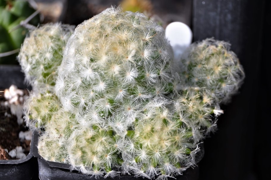 Маммиллярия Плюмоза