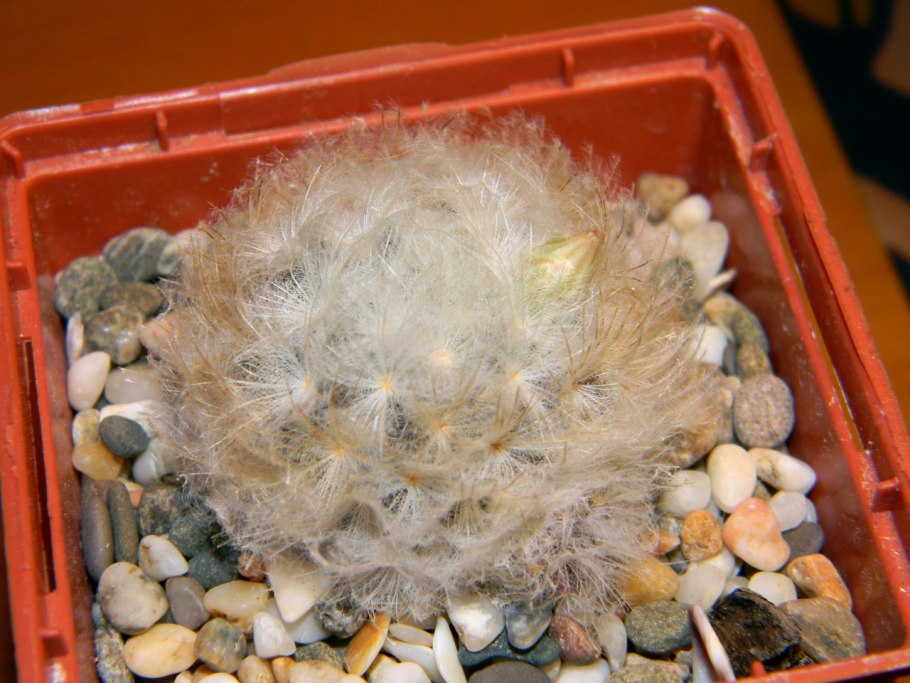 Маммиллярия бомбицина Mammillaria bombycina