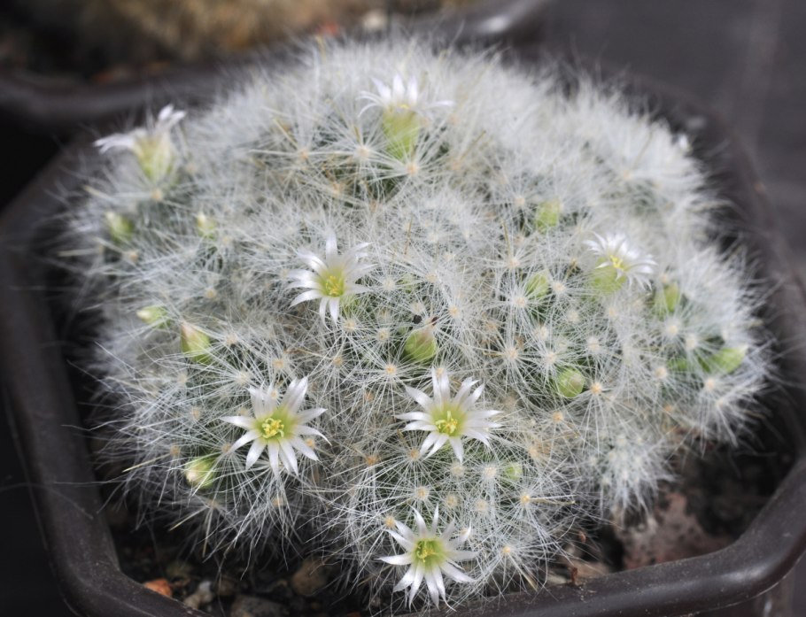 Mammillaria glassii l1537