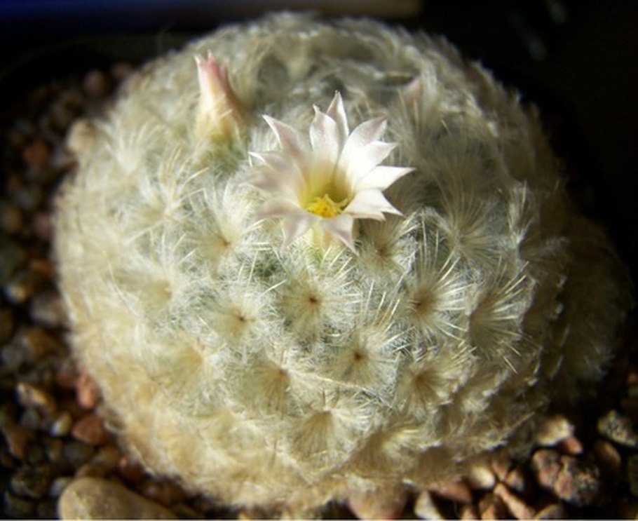 Маммиллярия Плюмоза