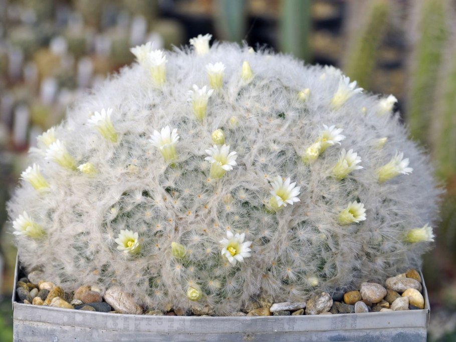 Маммиллярия Плюмоза (Plumosa)