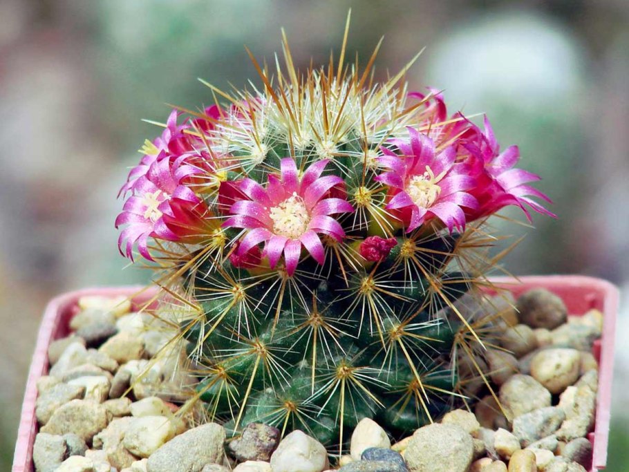 Mammillaria Plumosa