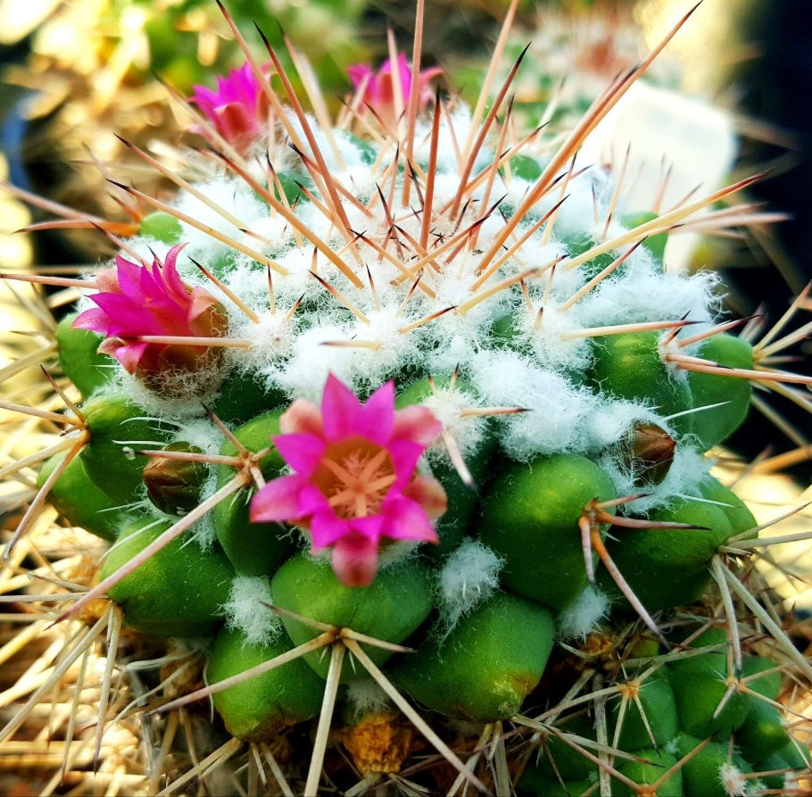 Mammillaria muehlenpfordtii a1433
