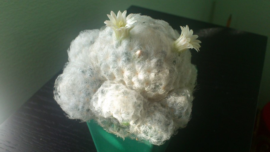 Маммиллярия плюмоза