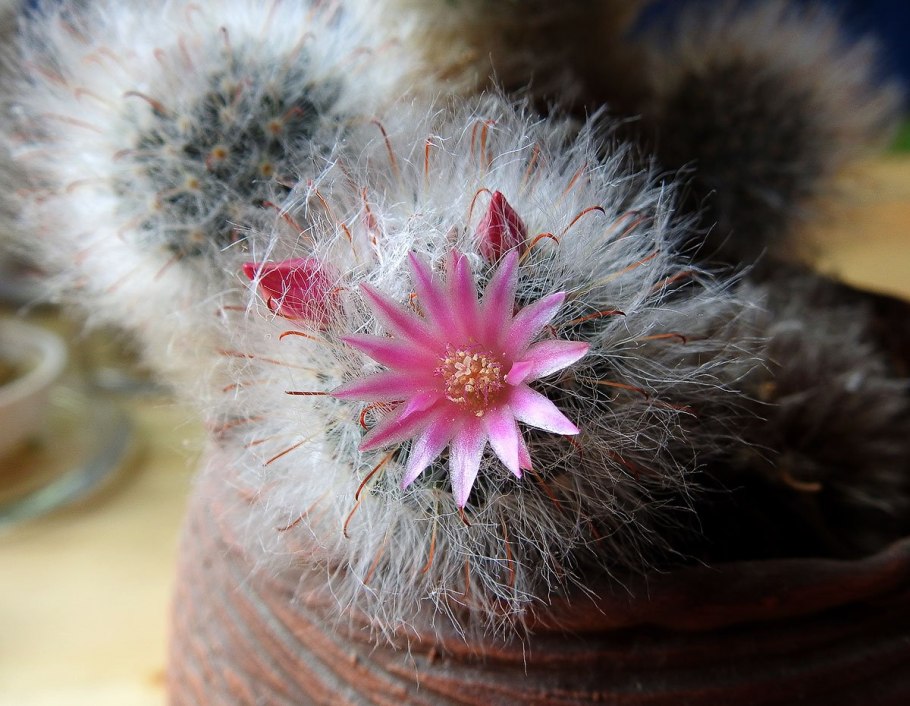 Mammillaria Plumosa Icamol