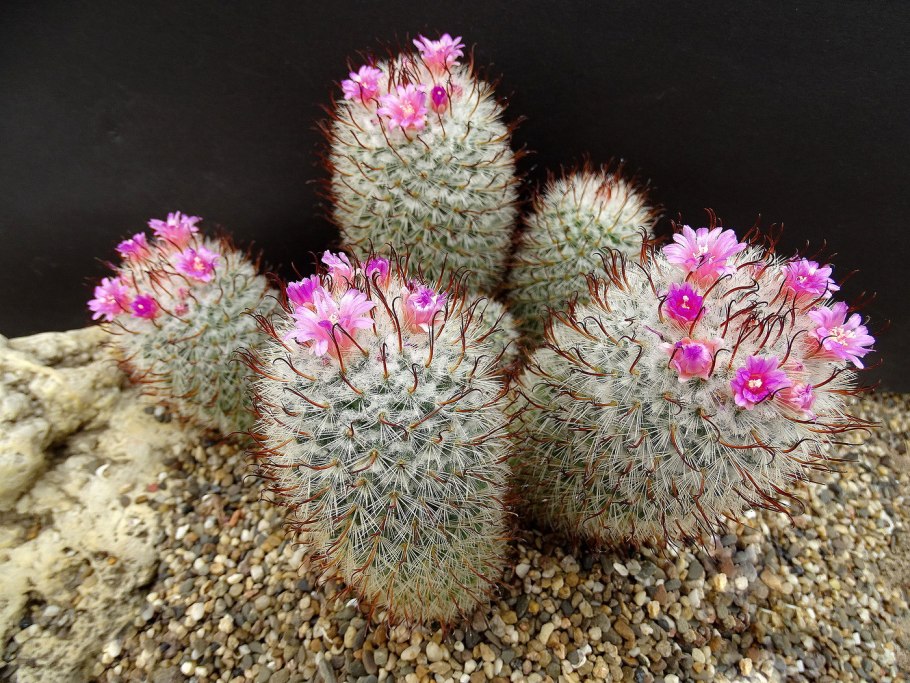 Маммиллярия хана