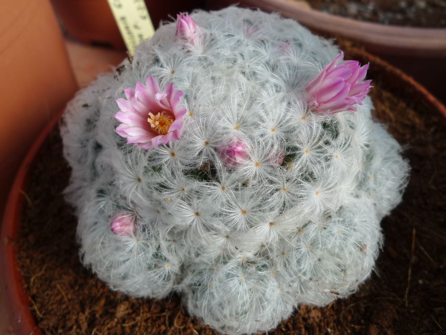 Маммиллярия Плюмоза