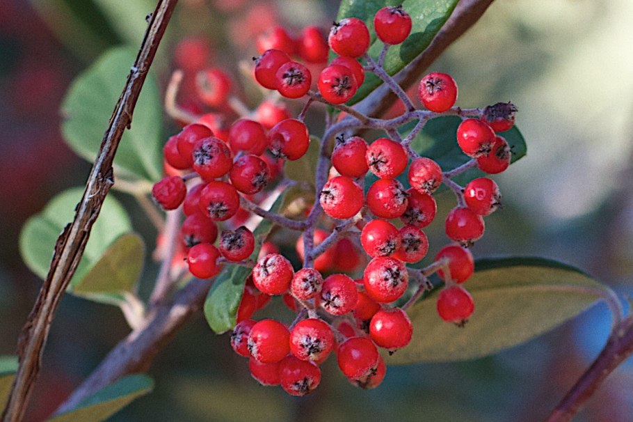 Рябина круглолистная