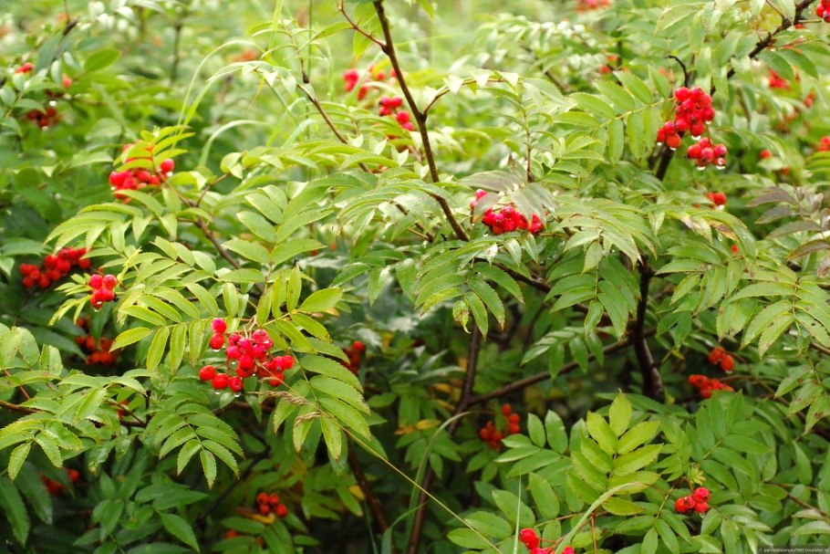 Рябина низкорослая