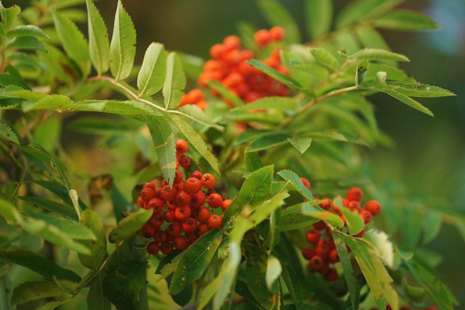 Рябина обыкновенная ликерная