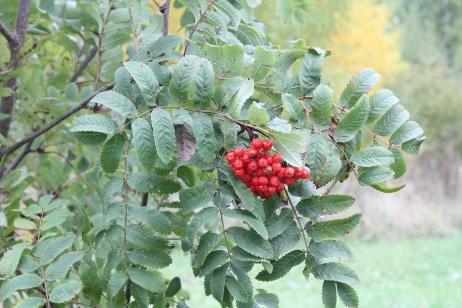 Sorbus sambucifolia