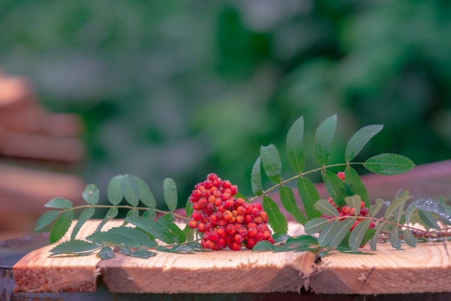Рябина Сахалинская