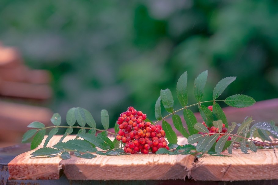 Рябина вефед