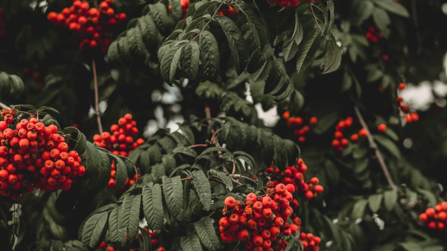 Рябина обыкновенная