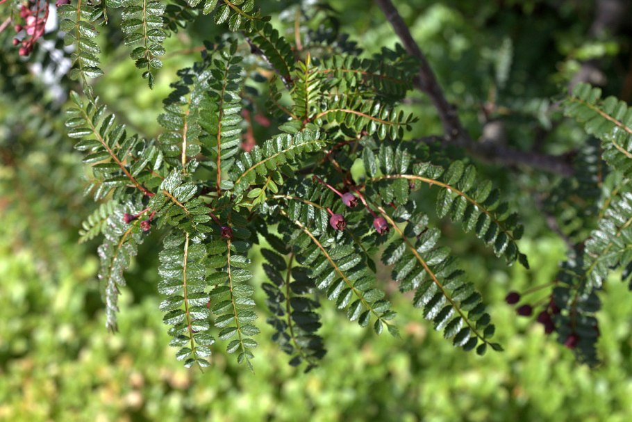 Рябина декоративная дуболистная