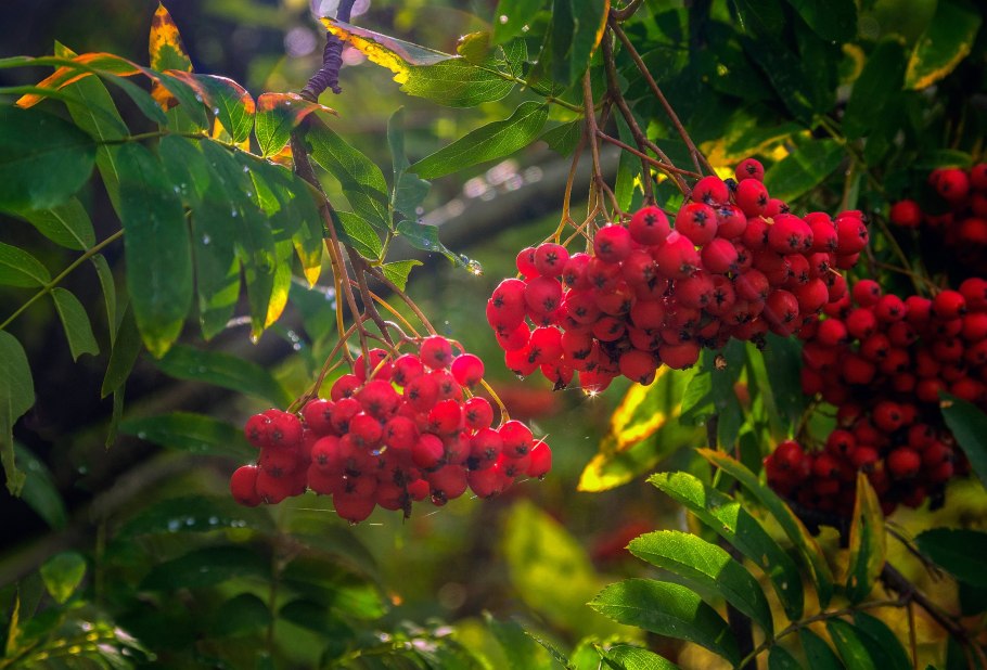 Рябина Камчатская кустарниковая