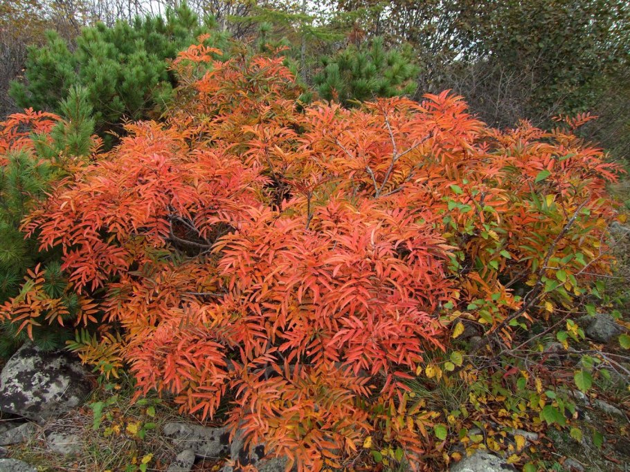 Рябина бузинолистная Sorbus sambucifolia