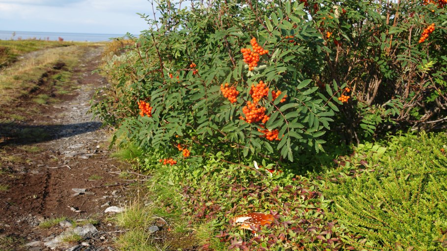 Рябина обыкновенная алая крупная