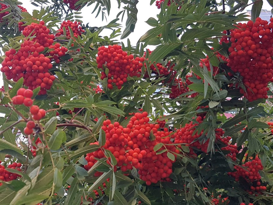 Кунашир рябина бузинолистная