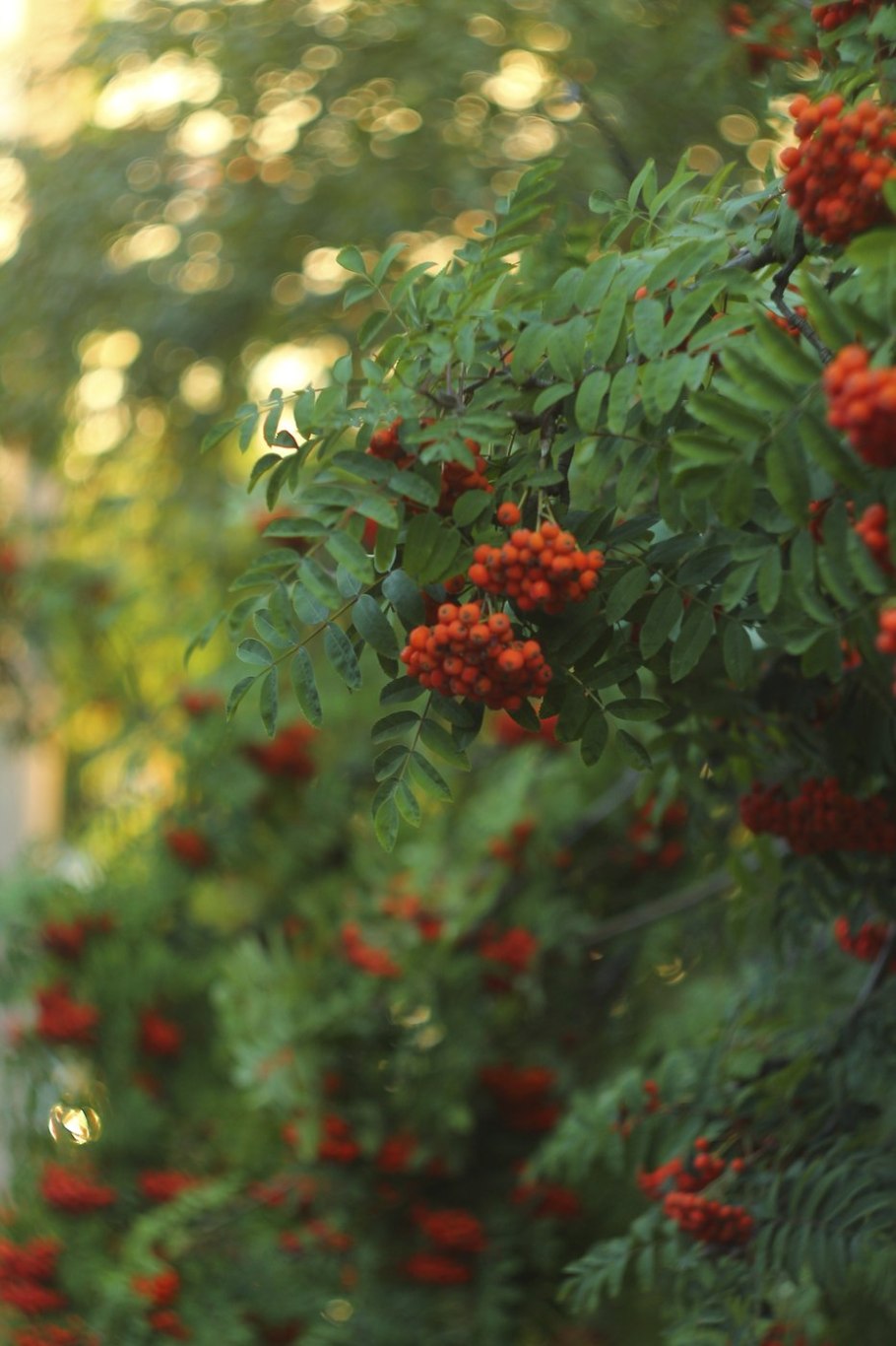 Дубовидная рябина