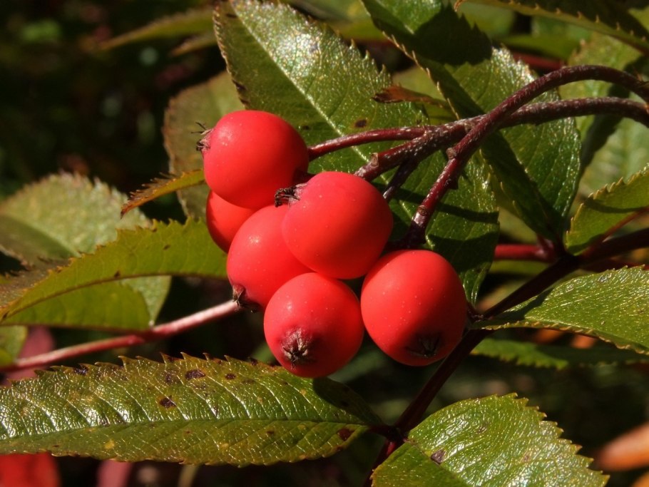 Sorbus sambucifolia