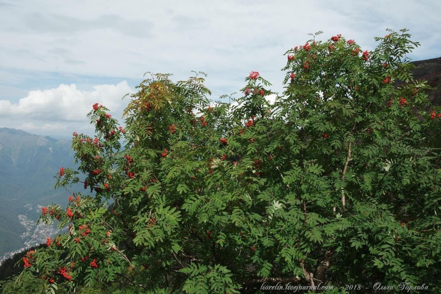 Рябина бузинолистная дерево