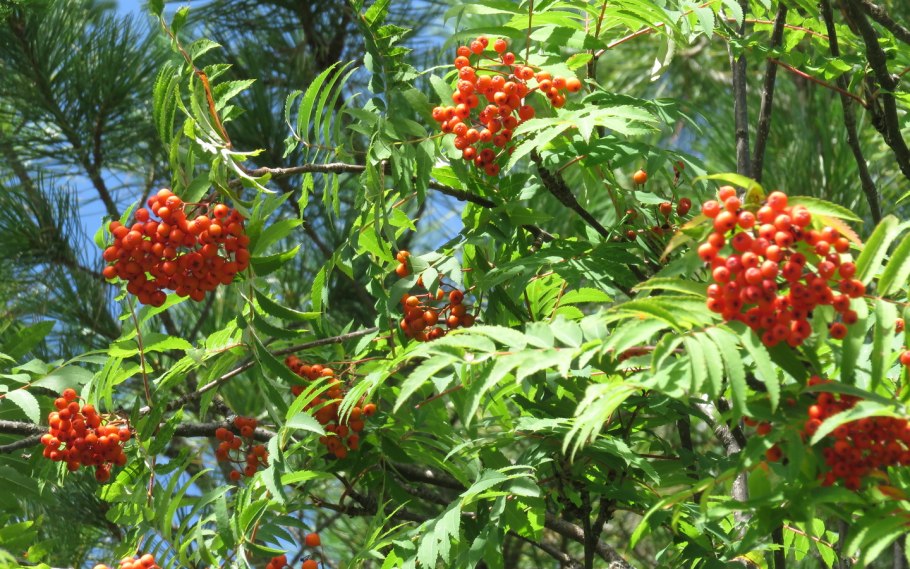 Рябина обыкновенная sorbus aucuparia