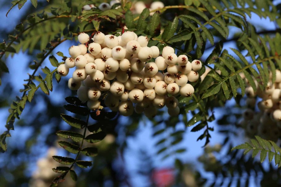 Рябина кёне sorbus koehneana