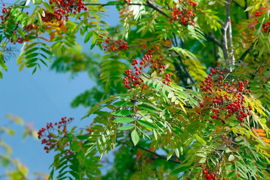 Рябина титан дерево
