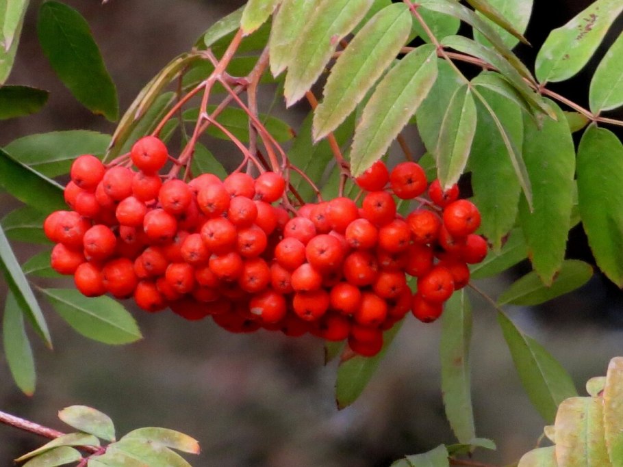 Рябина Греческая дерево