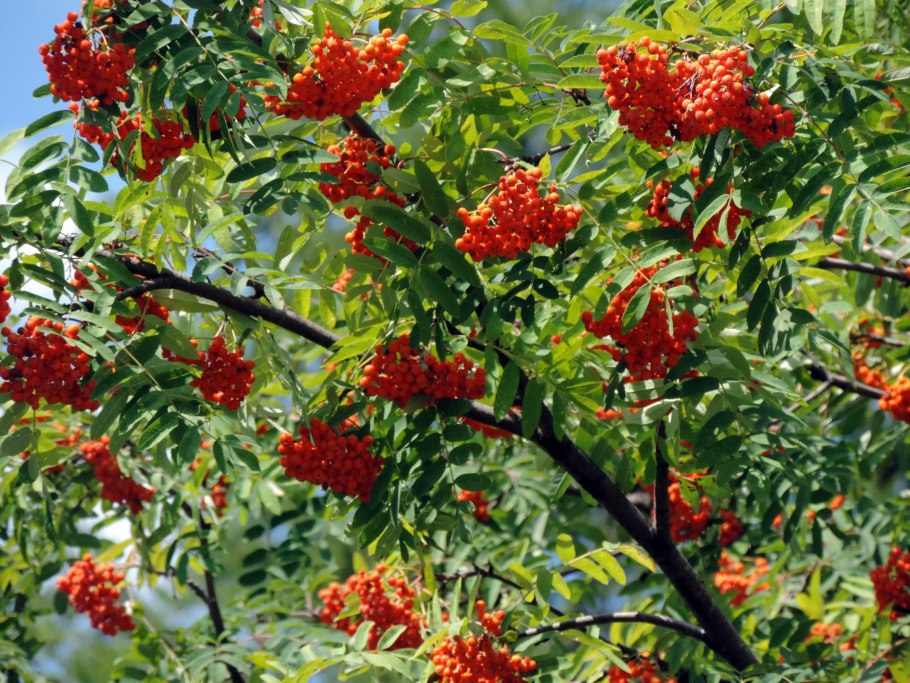 Sorbus frutescens
