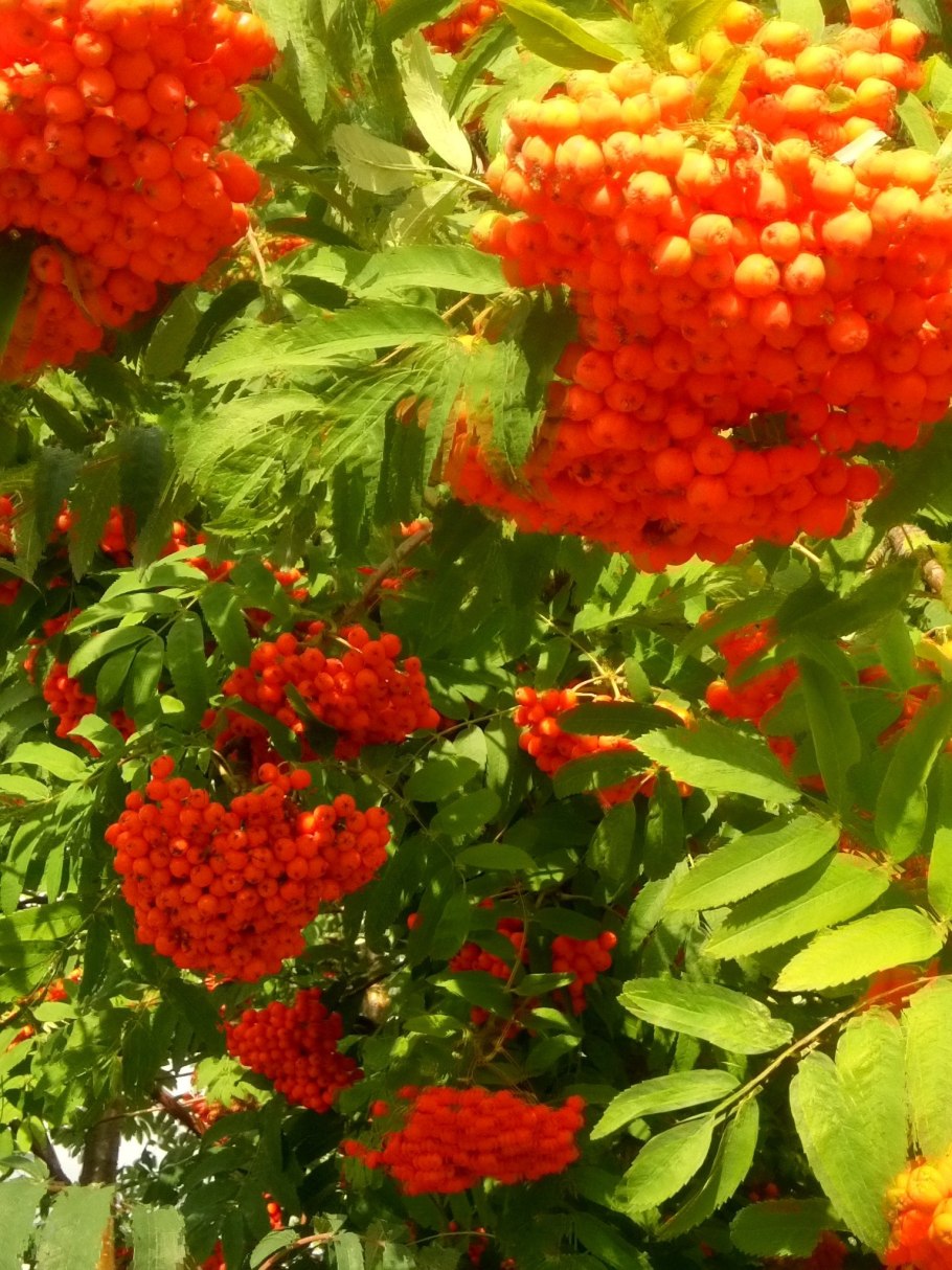 Кустарниковая рябина цветет