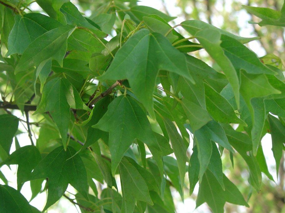 Acer palmatum Osakazuki