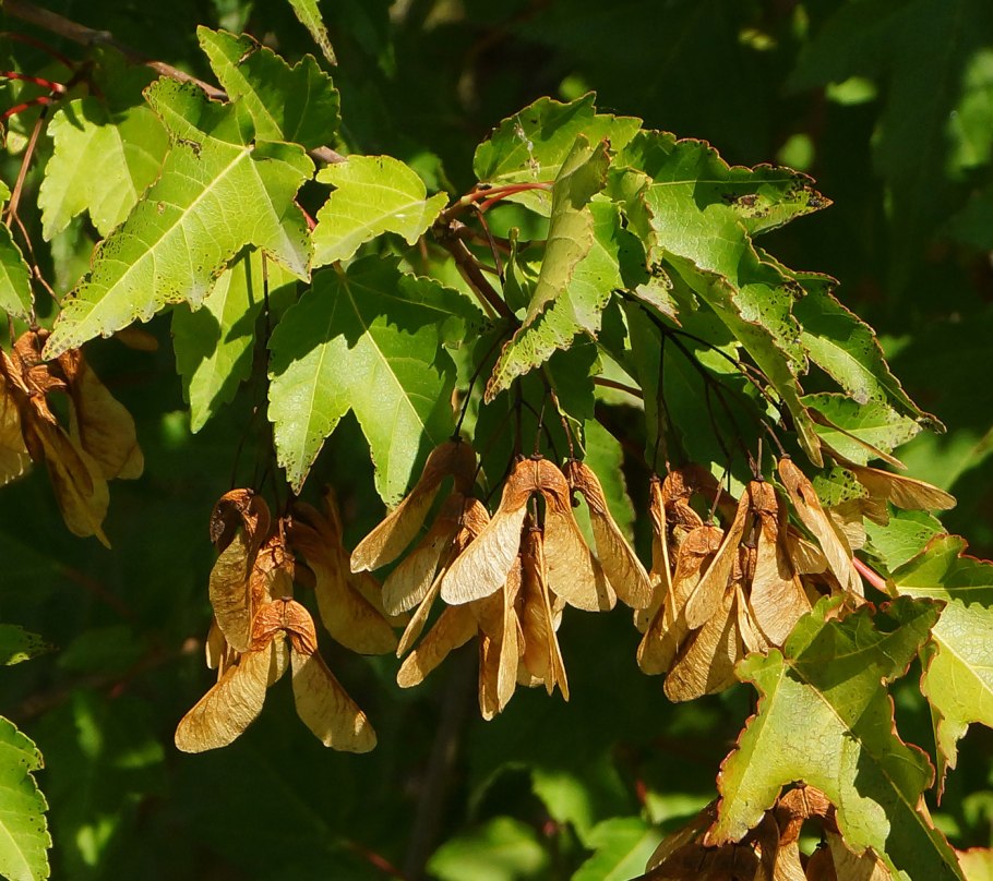 Acer platanoides 'Princeton Gold'