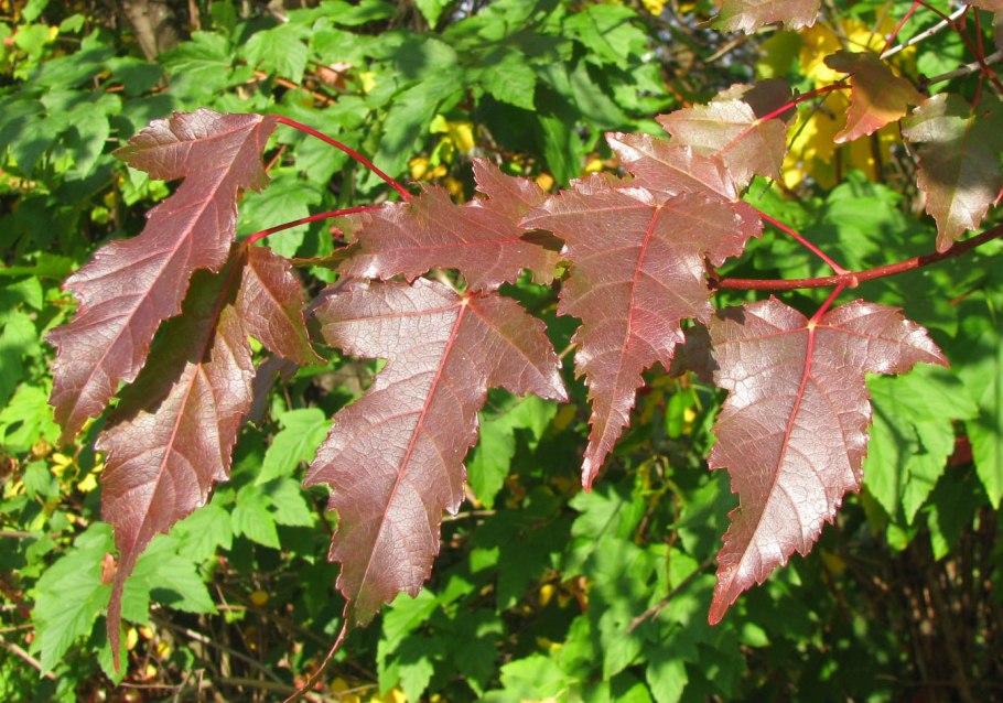 Клен полевой — Acer Campestre l.
