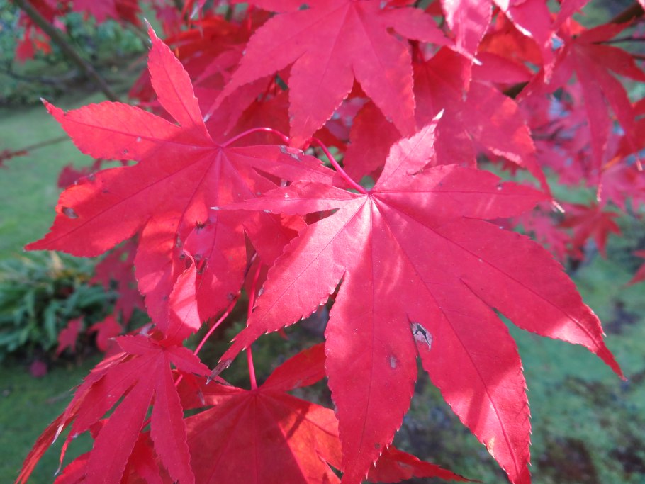 Клен татарский Acer tataricum