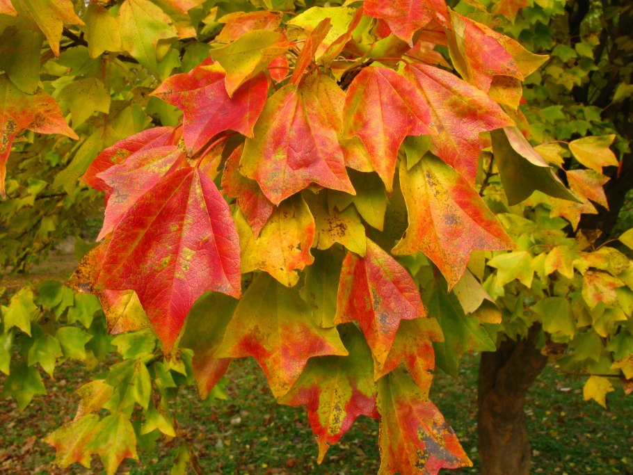 Клен Acer buergerianum