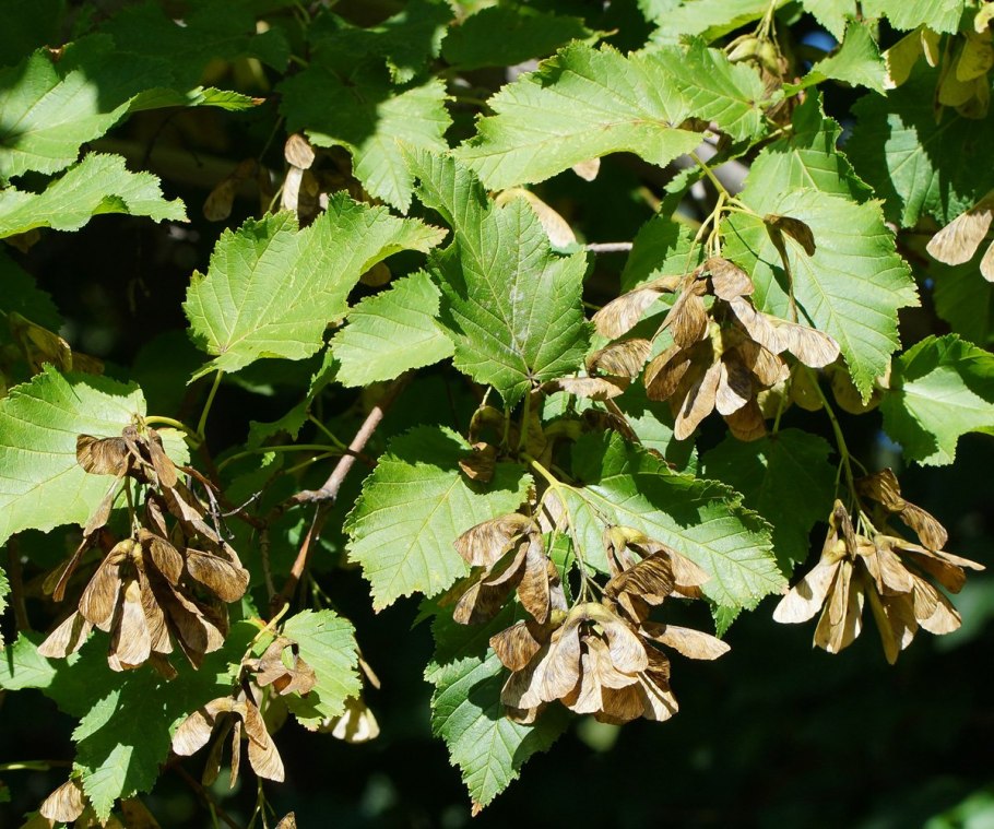 Acer platanoides Fairview